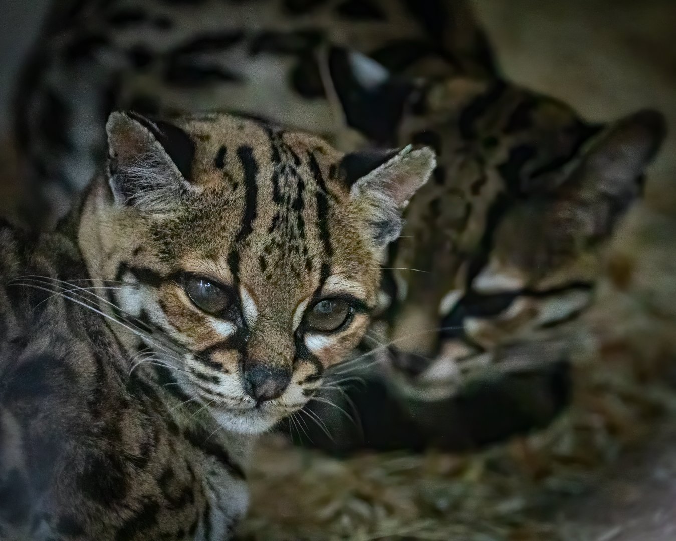 Margay / Exmoor Zoo / 7-9-20