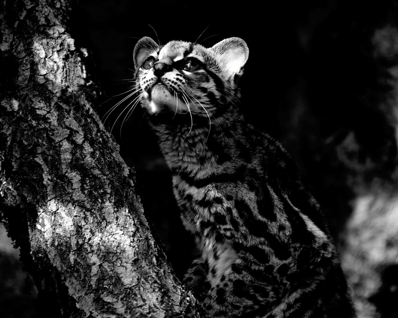 Margay - Exmoor Zoo May 2019