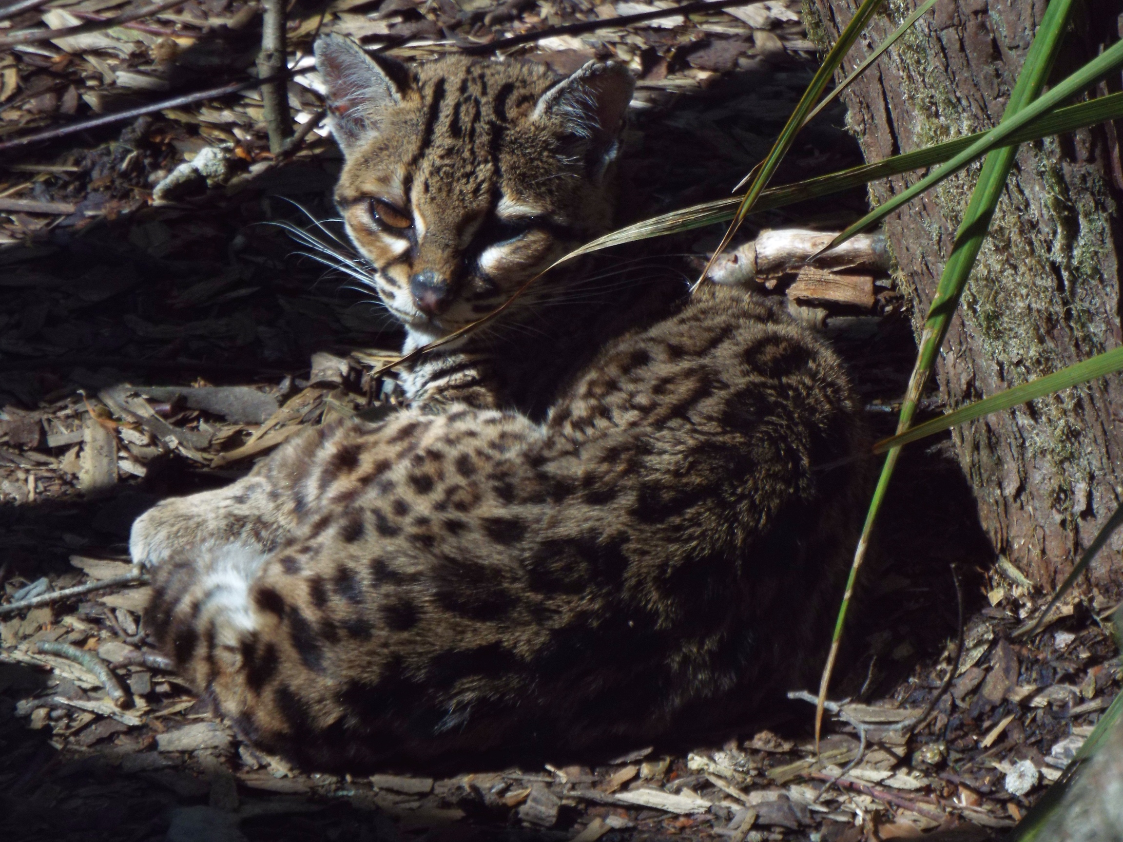 Margay Exmoor Zoo
