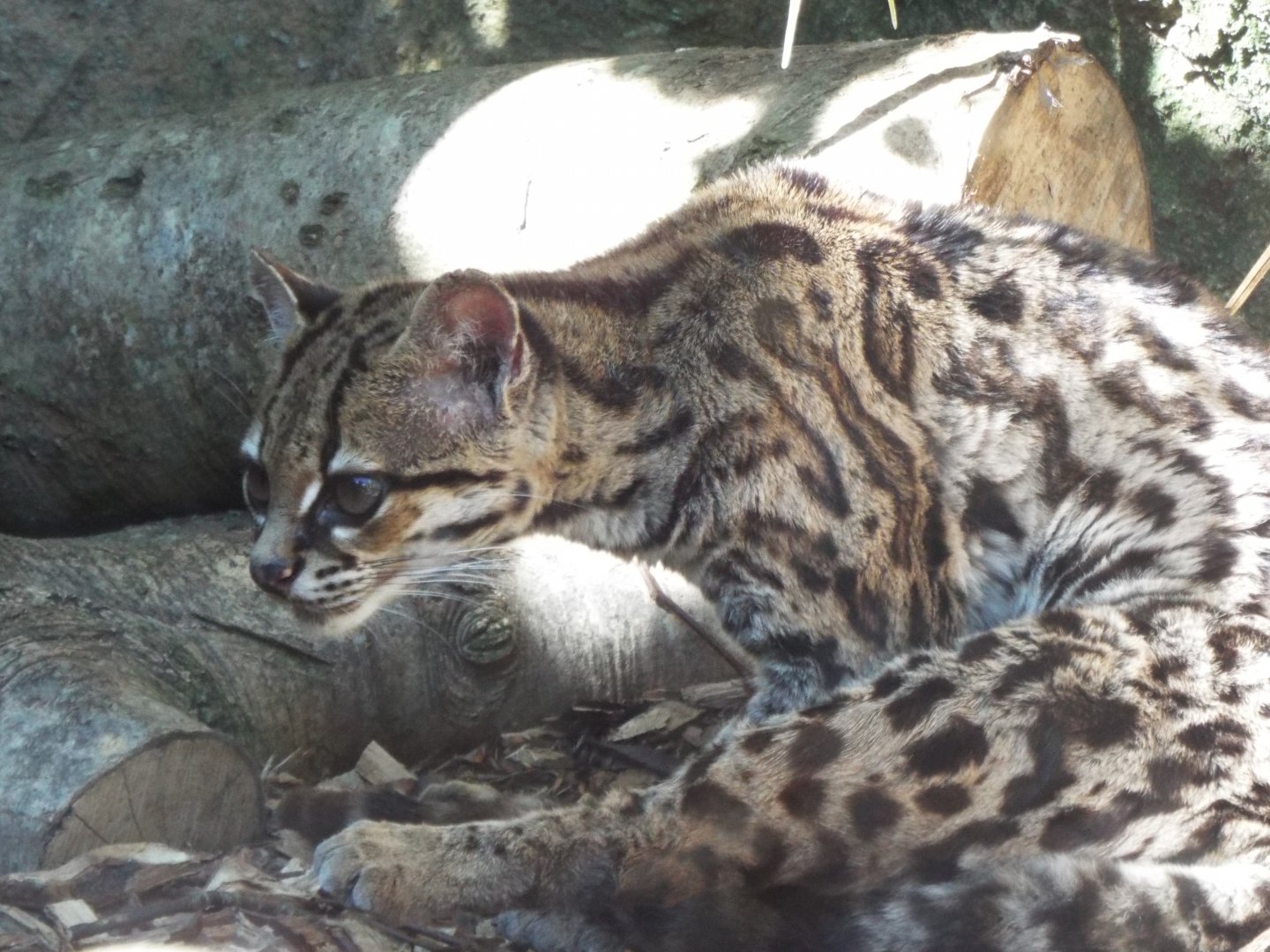 Margay, Exmoor Zoo