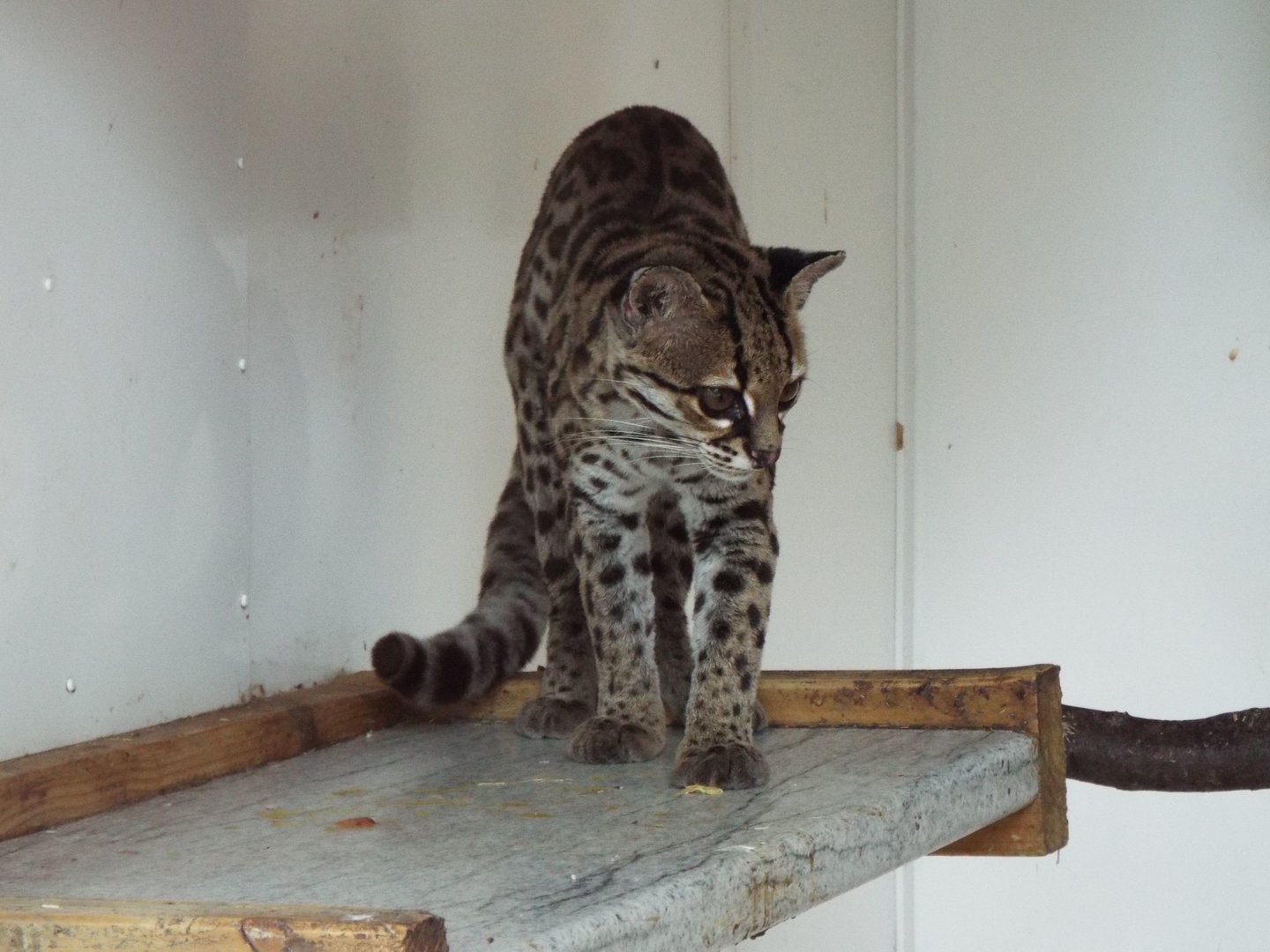 Margay, Exmoor Zoo