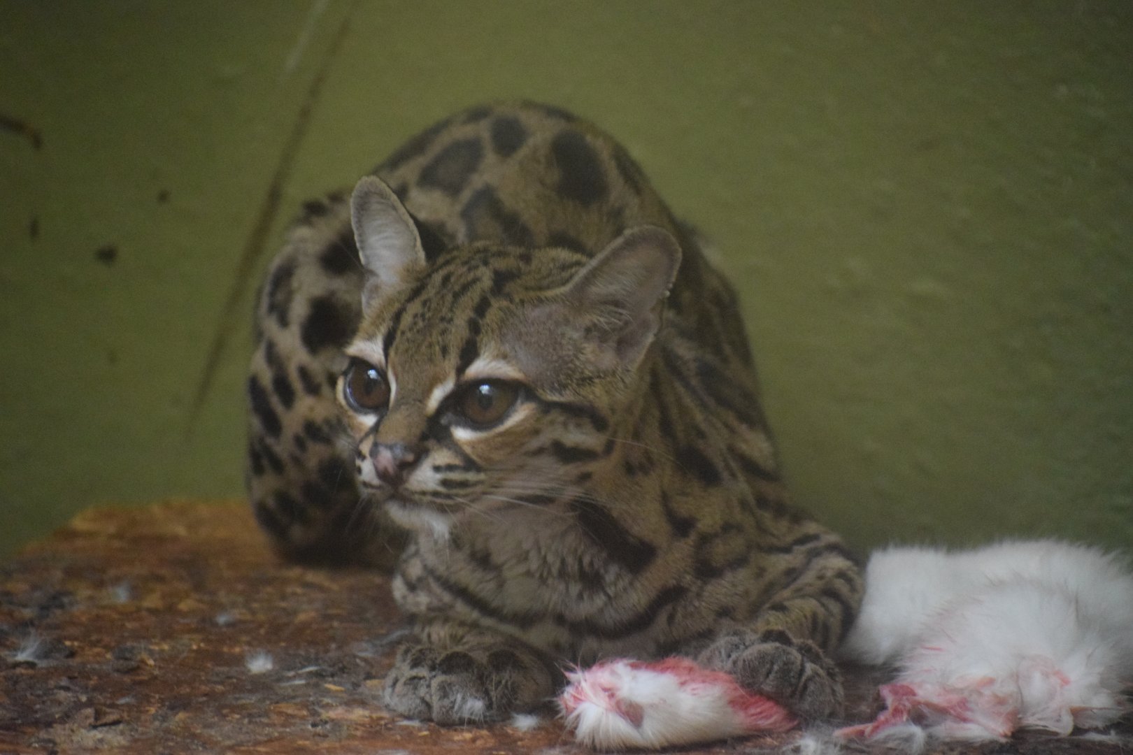 Margay - February 2024