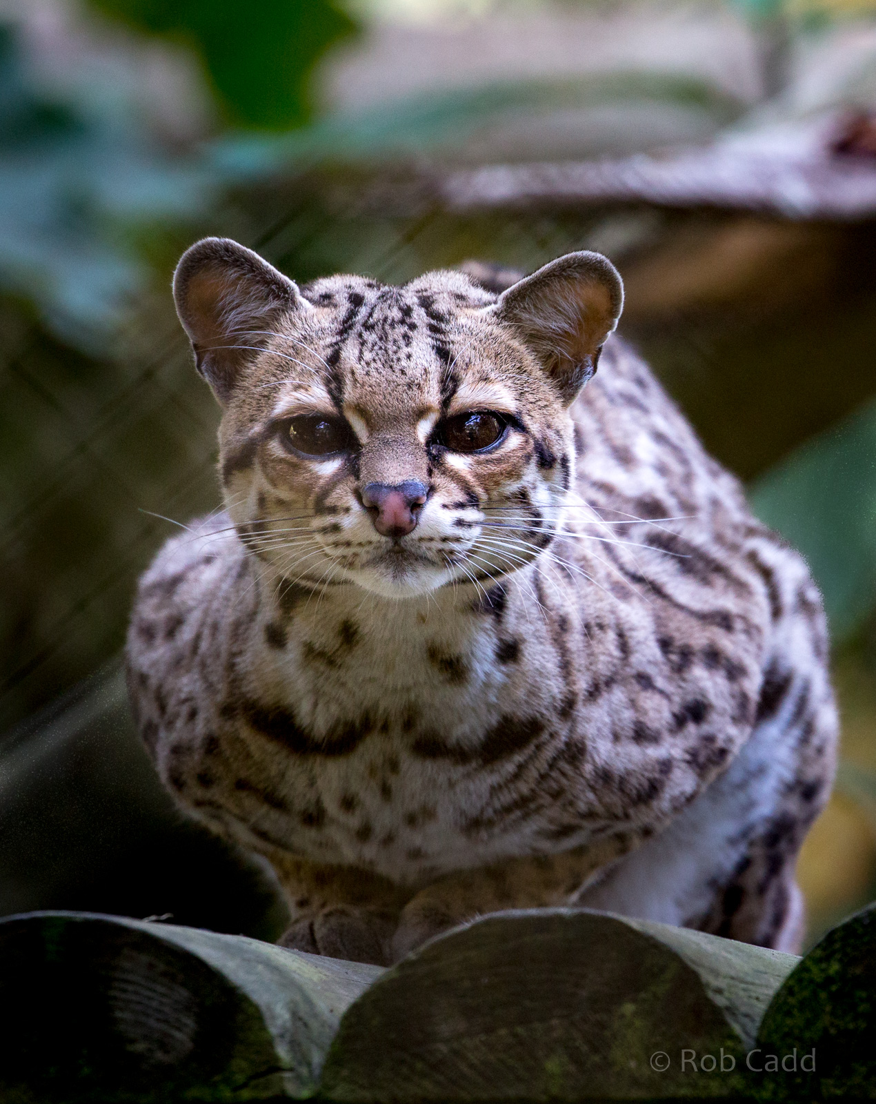 Margay : Howletts : 07 Oct 2018