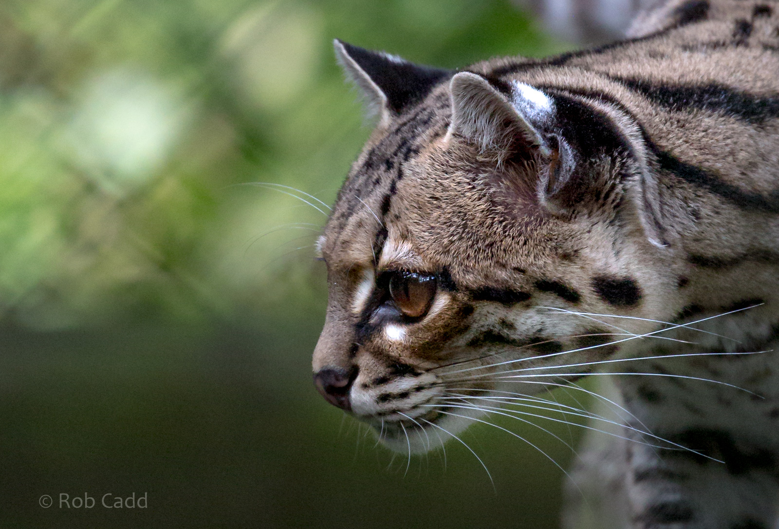 Margay : Howletts : 07 Oct 2018