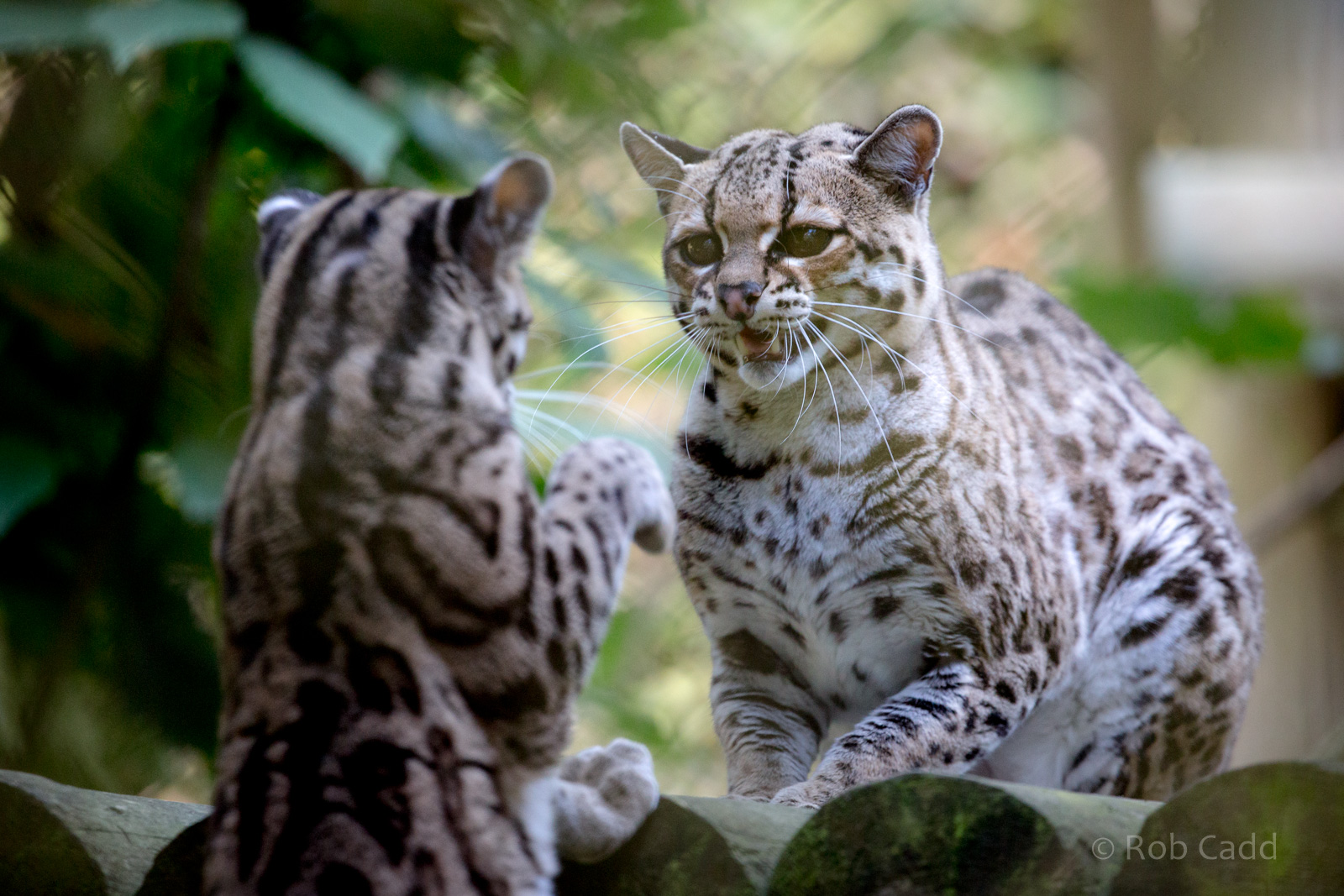 Margay : Howletts : 07 Oct 2018