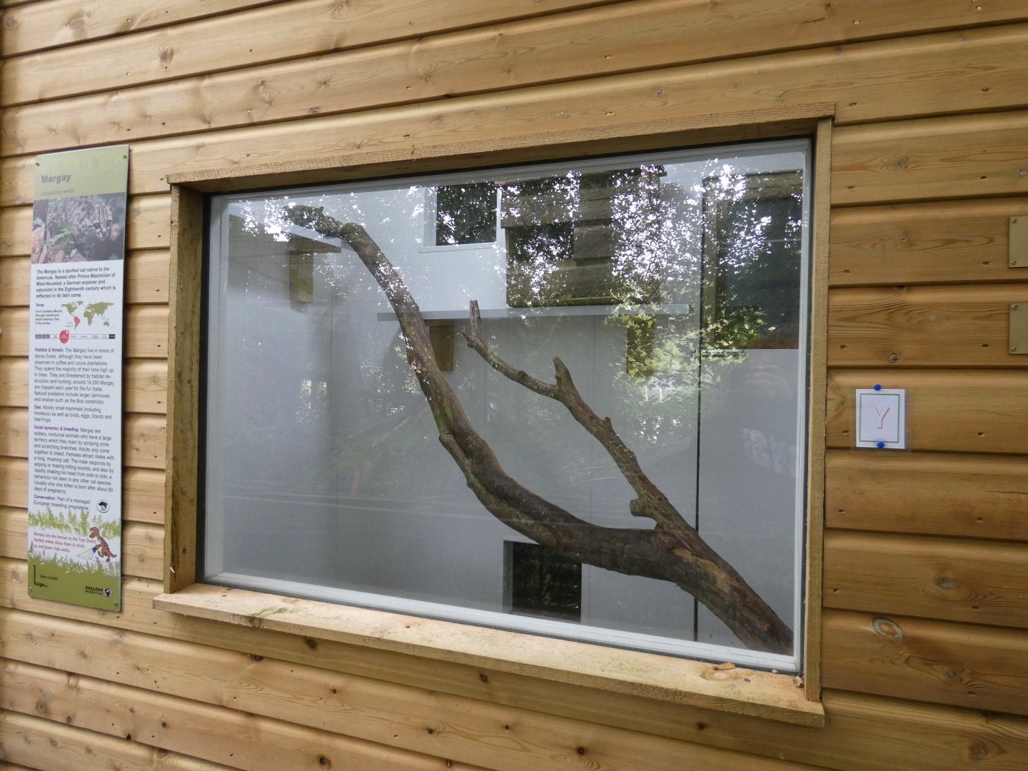 Margay indoor enclosure