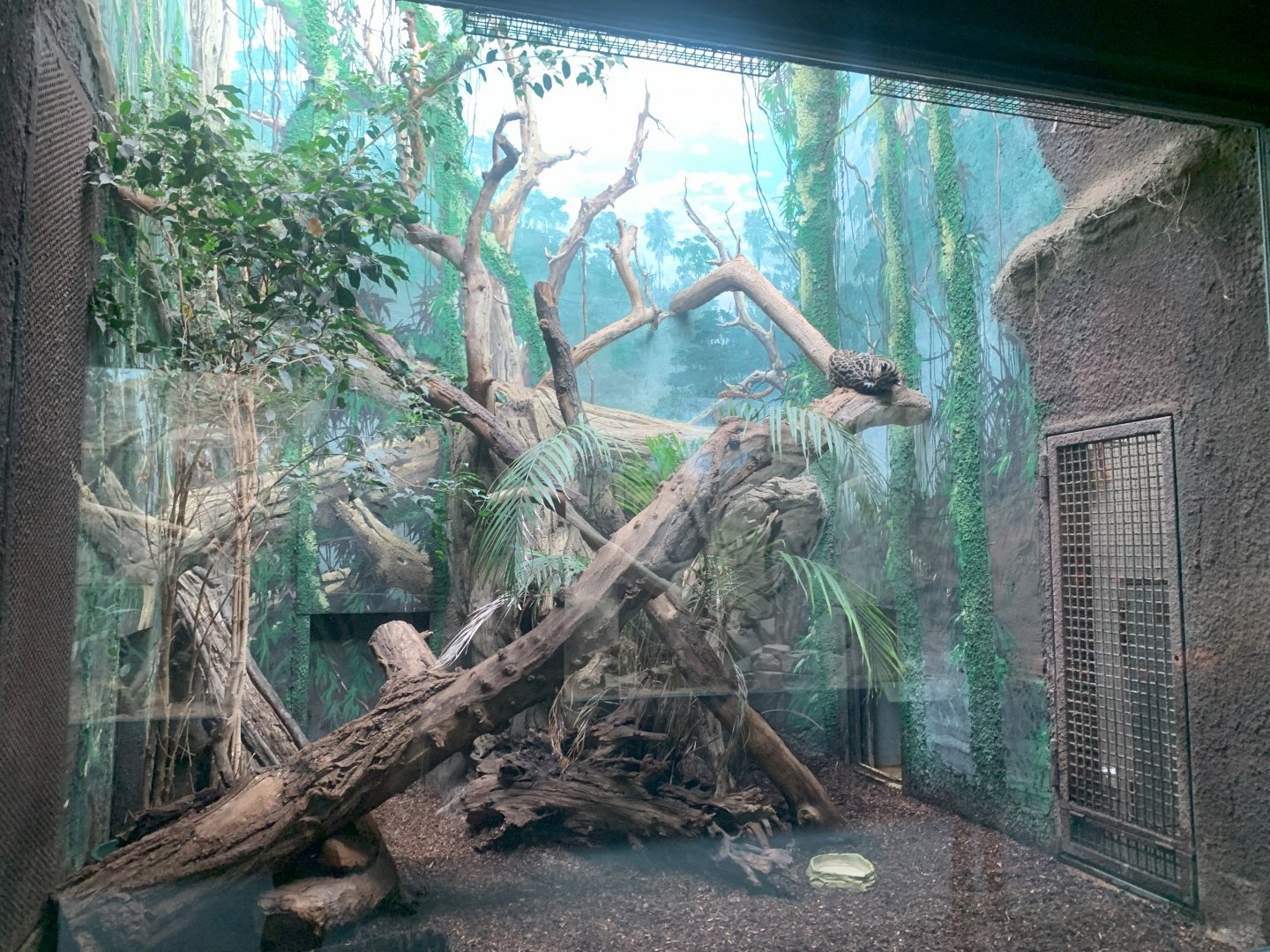 Margay indoor enclosure