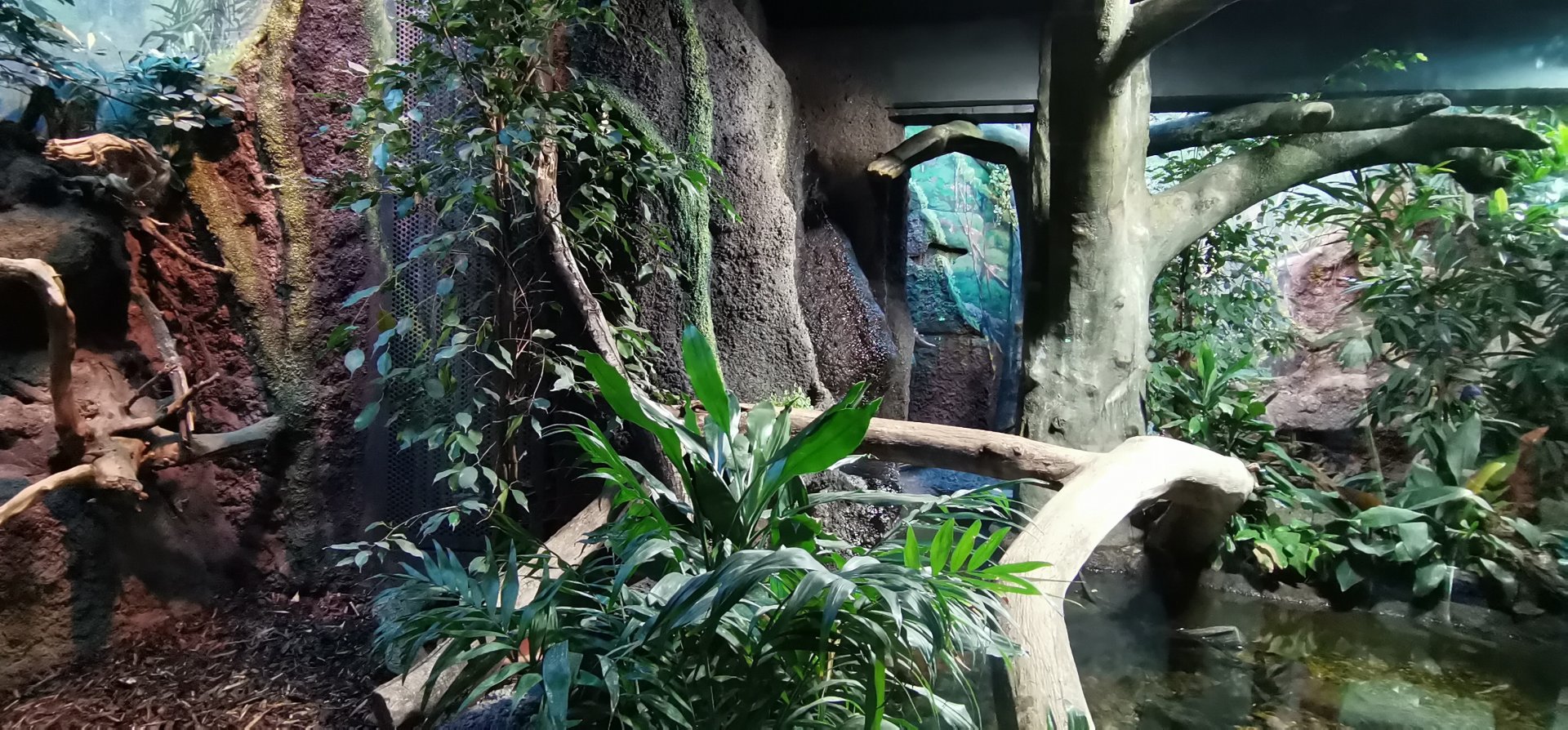 Margay indoor exhibit