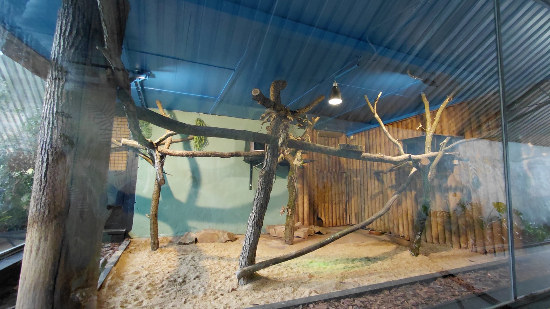 Margay indoor exhibit
