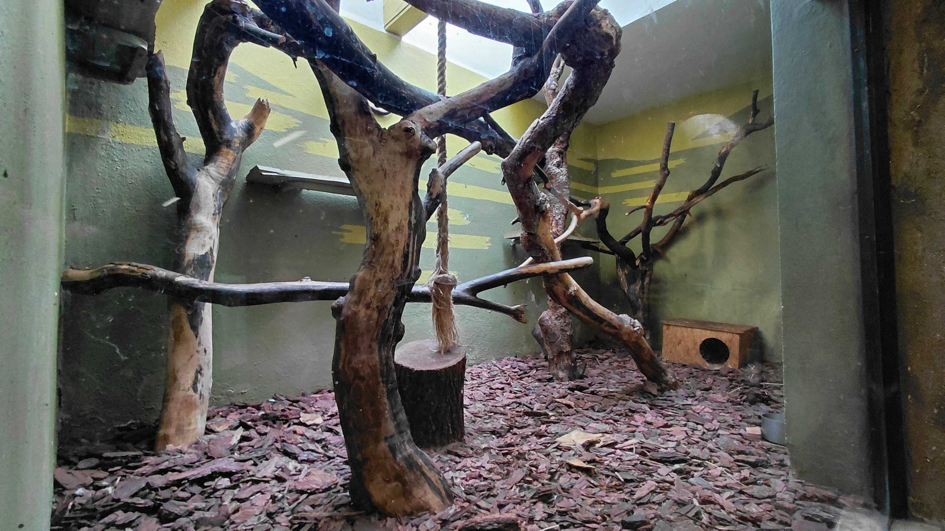 Margay indoor exhibit