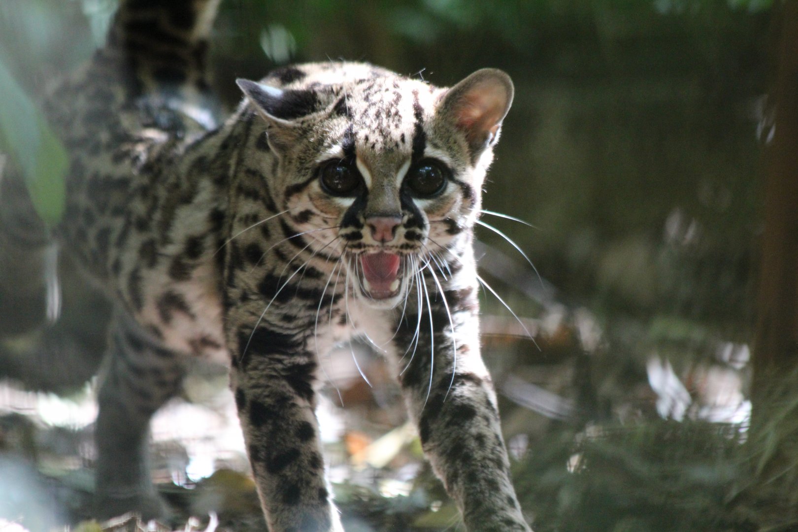 Margay - July 2019