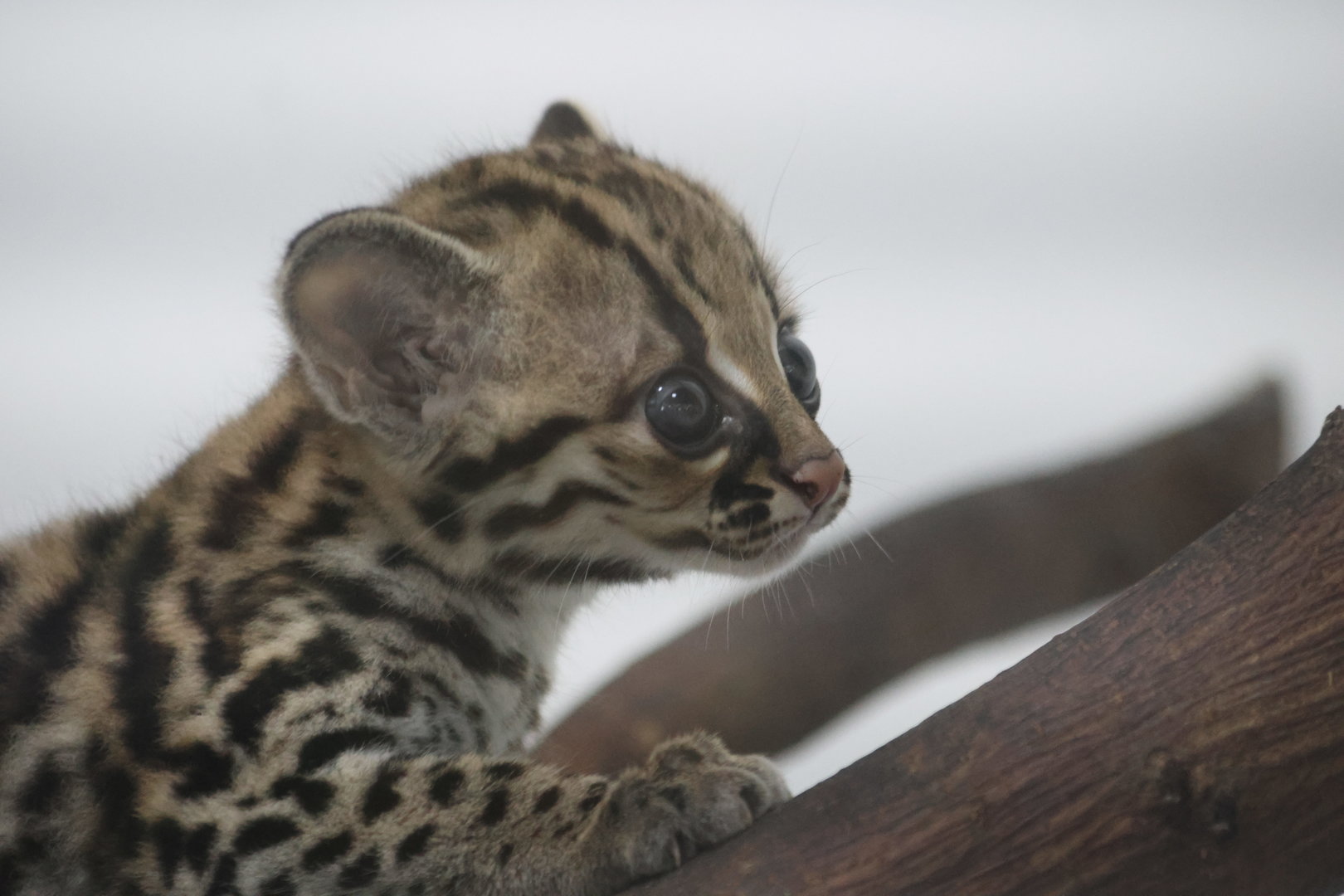 Margay Kitten