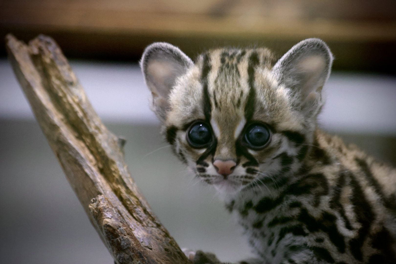 Margay Kitten
