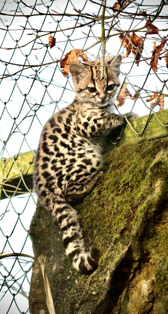 Margay Kitten