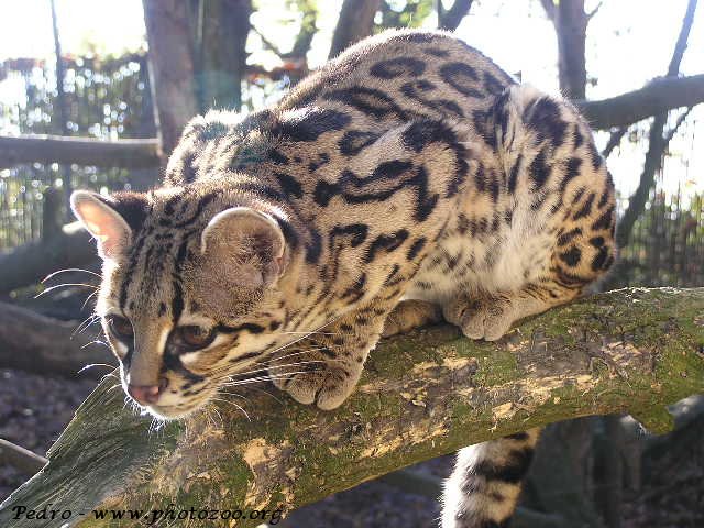 Margay (Leopardus wieddi)