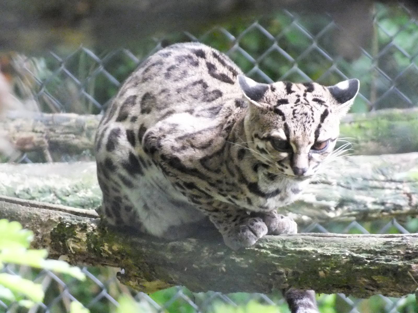 Margay (Leopardus wiedii) at Port Lympne Wild Animal Park - 22 June 2013