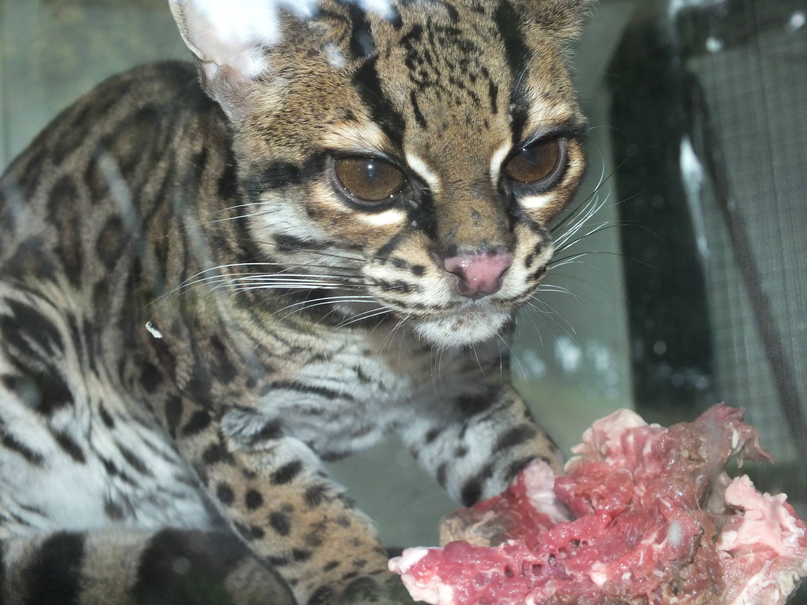 Margay (Leopardus wiedii) at Welsh Mountain Zoo - February 18 2012