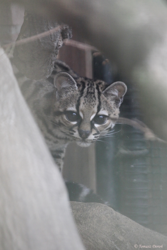 Margay (Leopardus wiedii)