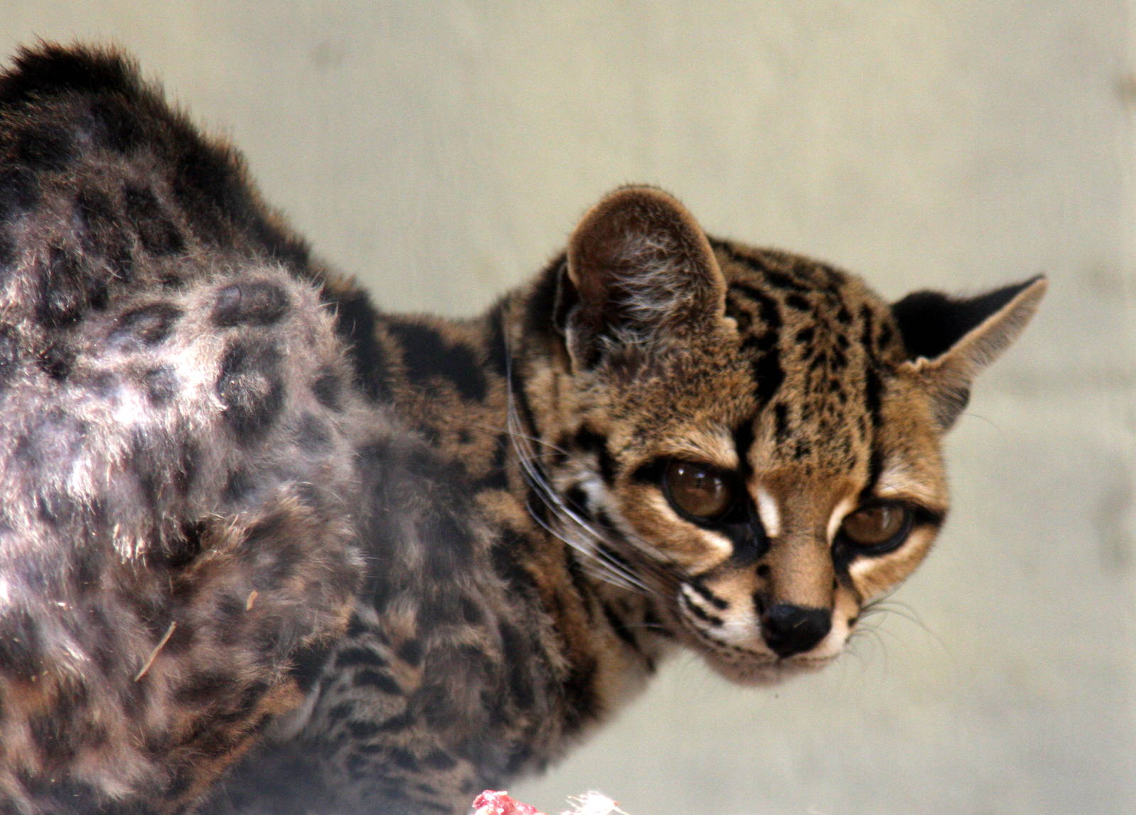 Margay (Leopardus wiedii)