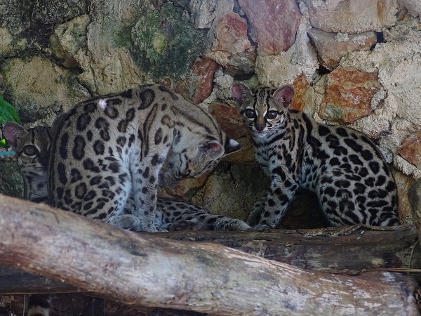 Margay (Leopardus wiedii)