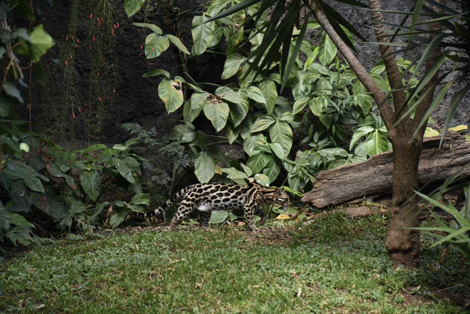 Margay (Leopardus wiedii)