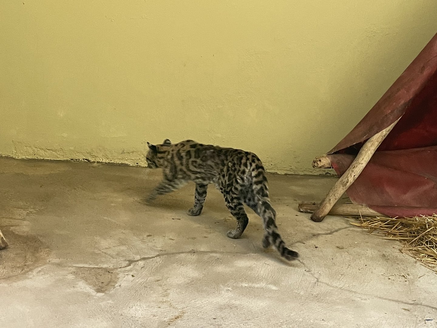 Margay (Leopardus wiedii)