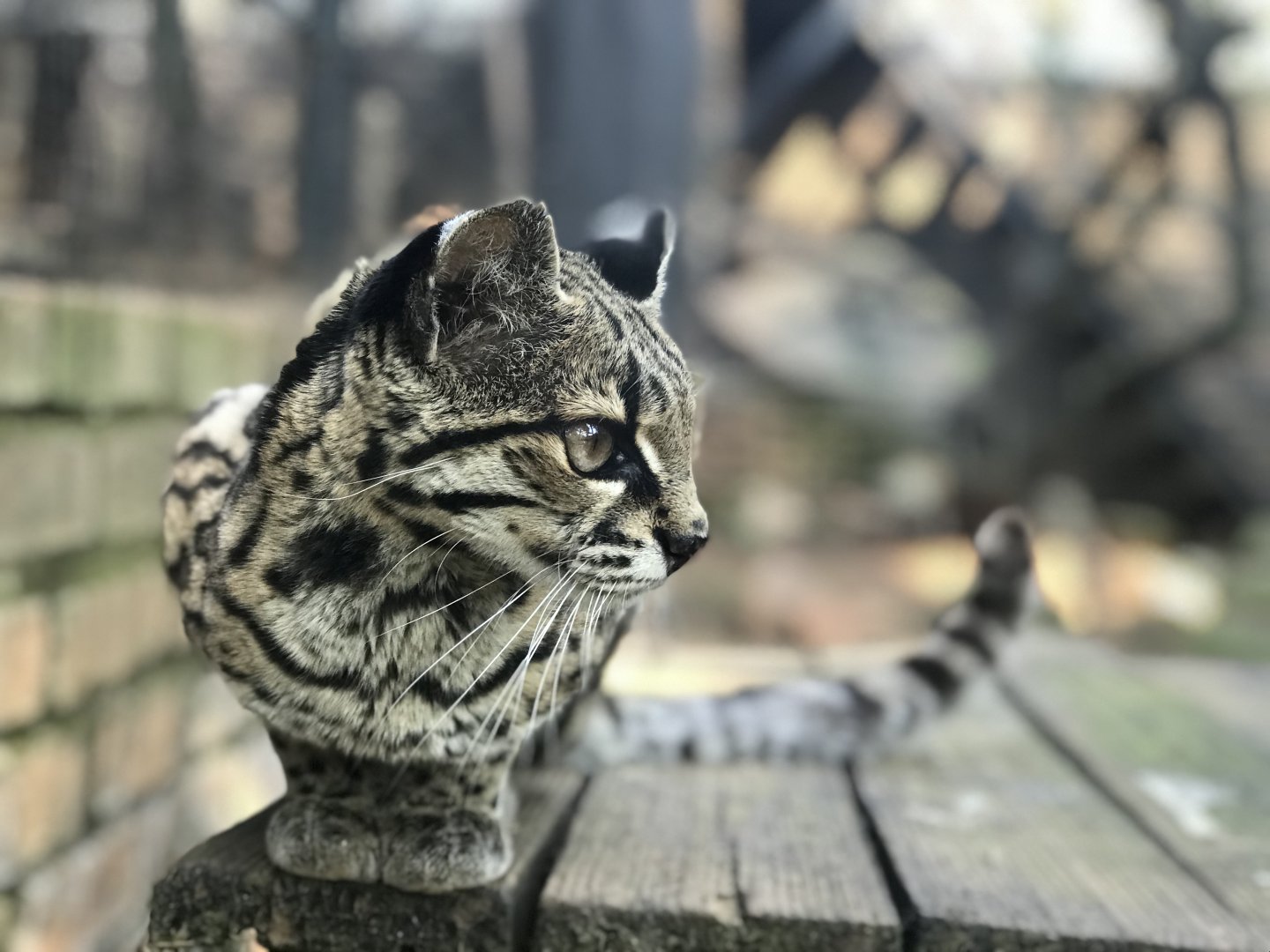Margay (Leopardus wiedii)