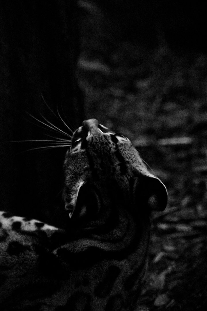 Margay, Leopardus wiedii