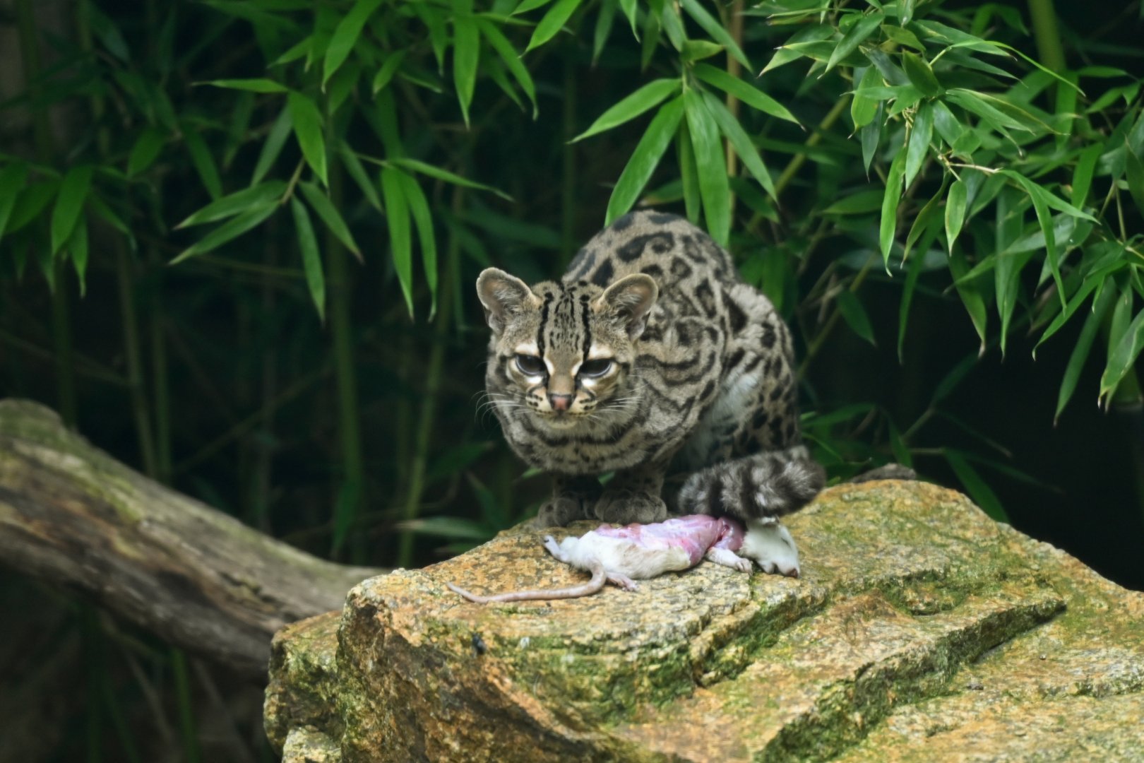 Margay (Leopardus wiedii)