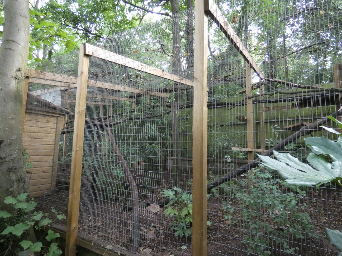 Margay outdoor enclosure