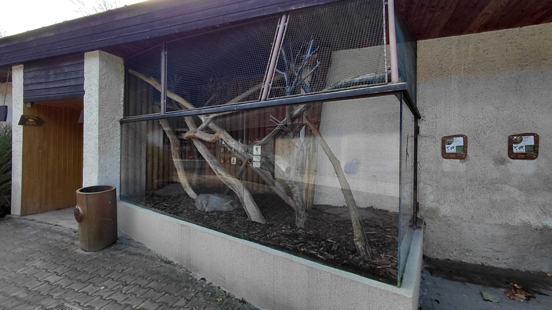 Margay outdoor exhibit #1