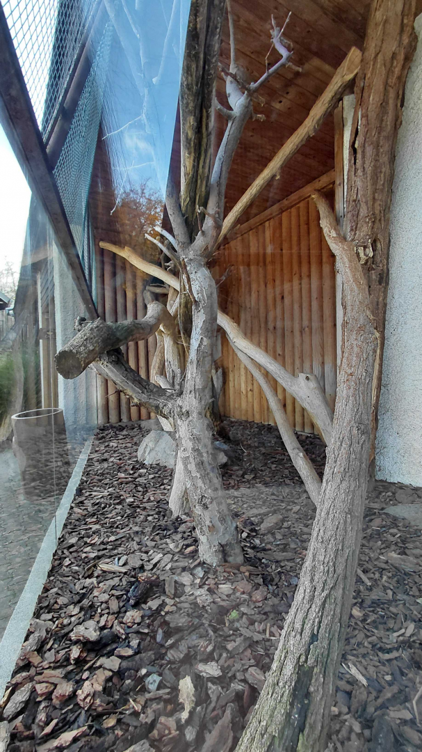 Margay outdoor exhibit #1