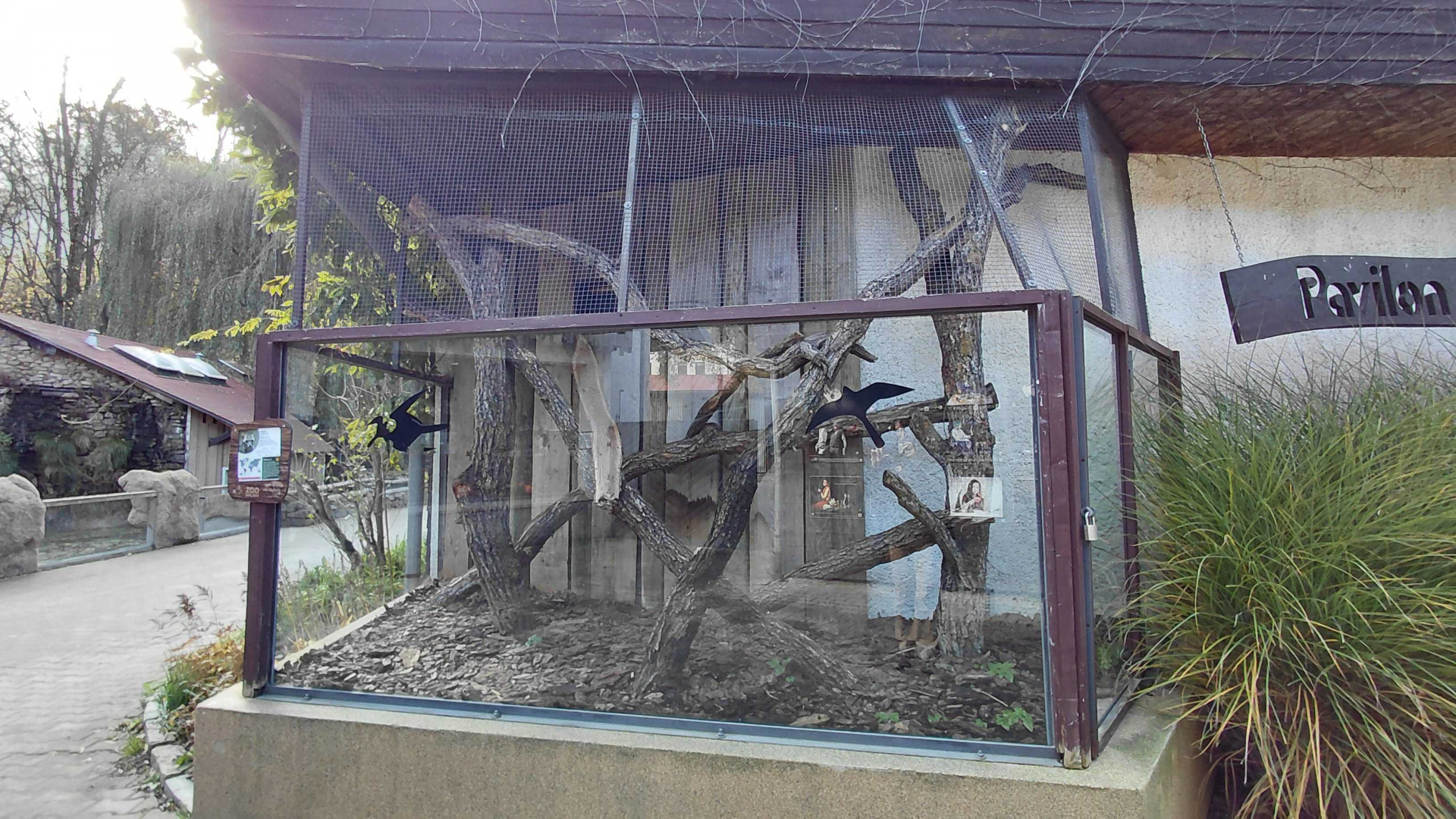 Margay outdoor exhibit #2