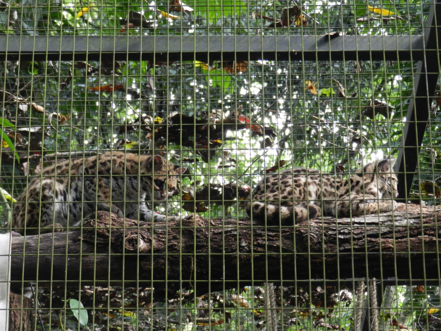 Margay pair - RBBV (ZRRL)