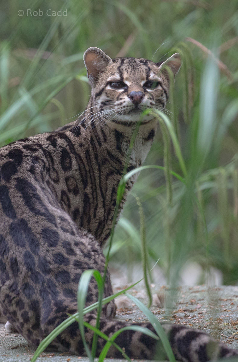 Margay : Port Lympne : 05 May 2017