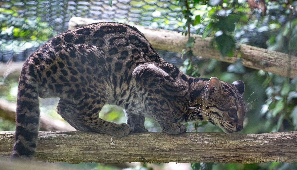 Margay : Port Lympne : 05 May 2017