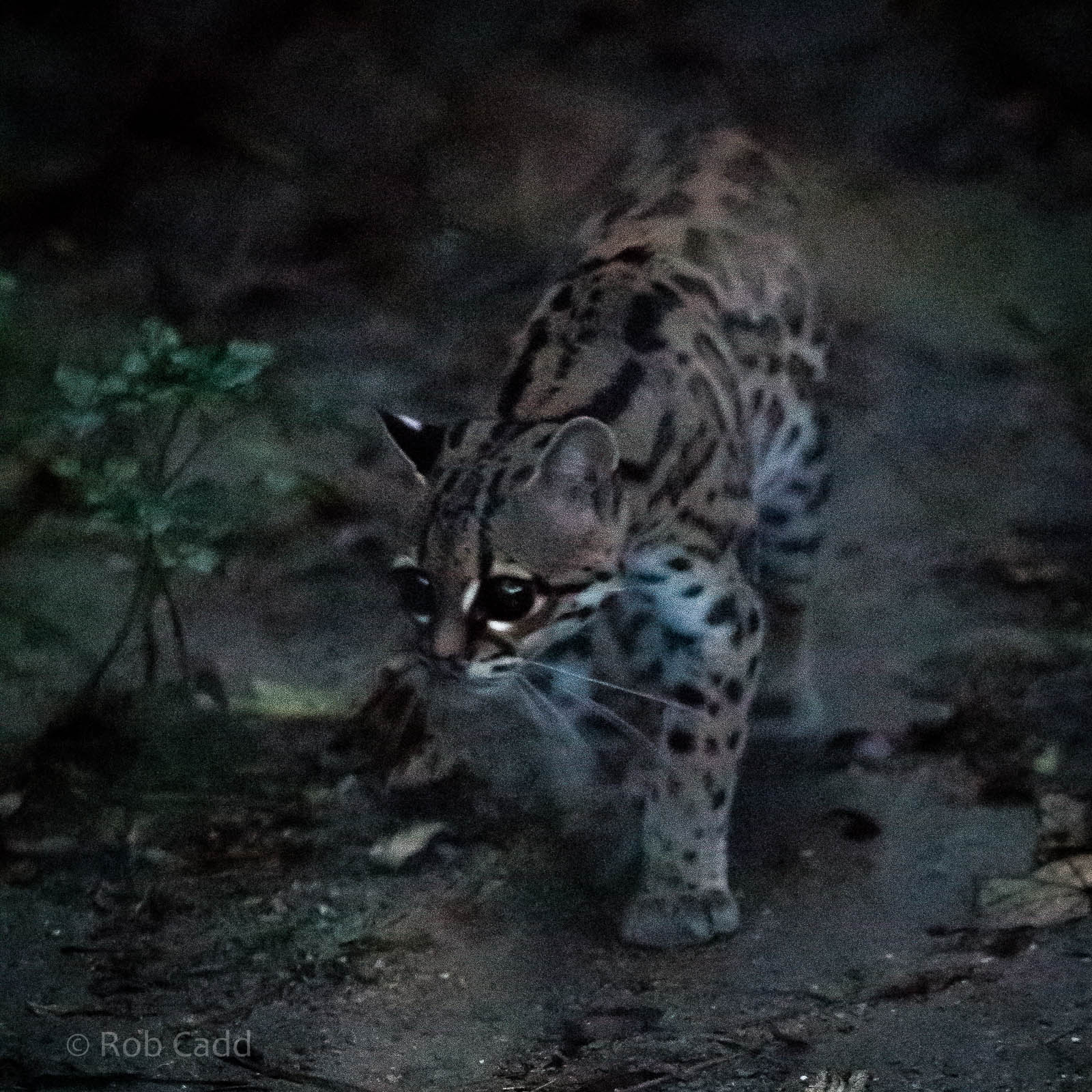 Margay : Port Lympne : 15 Oct 2014