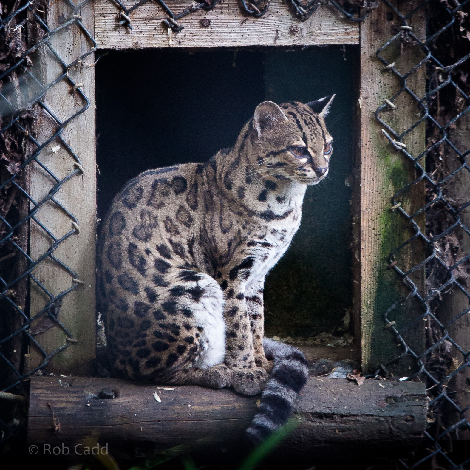 Margay : Port Lympne : 17 Oct 2014