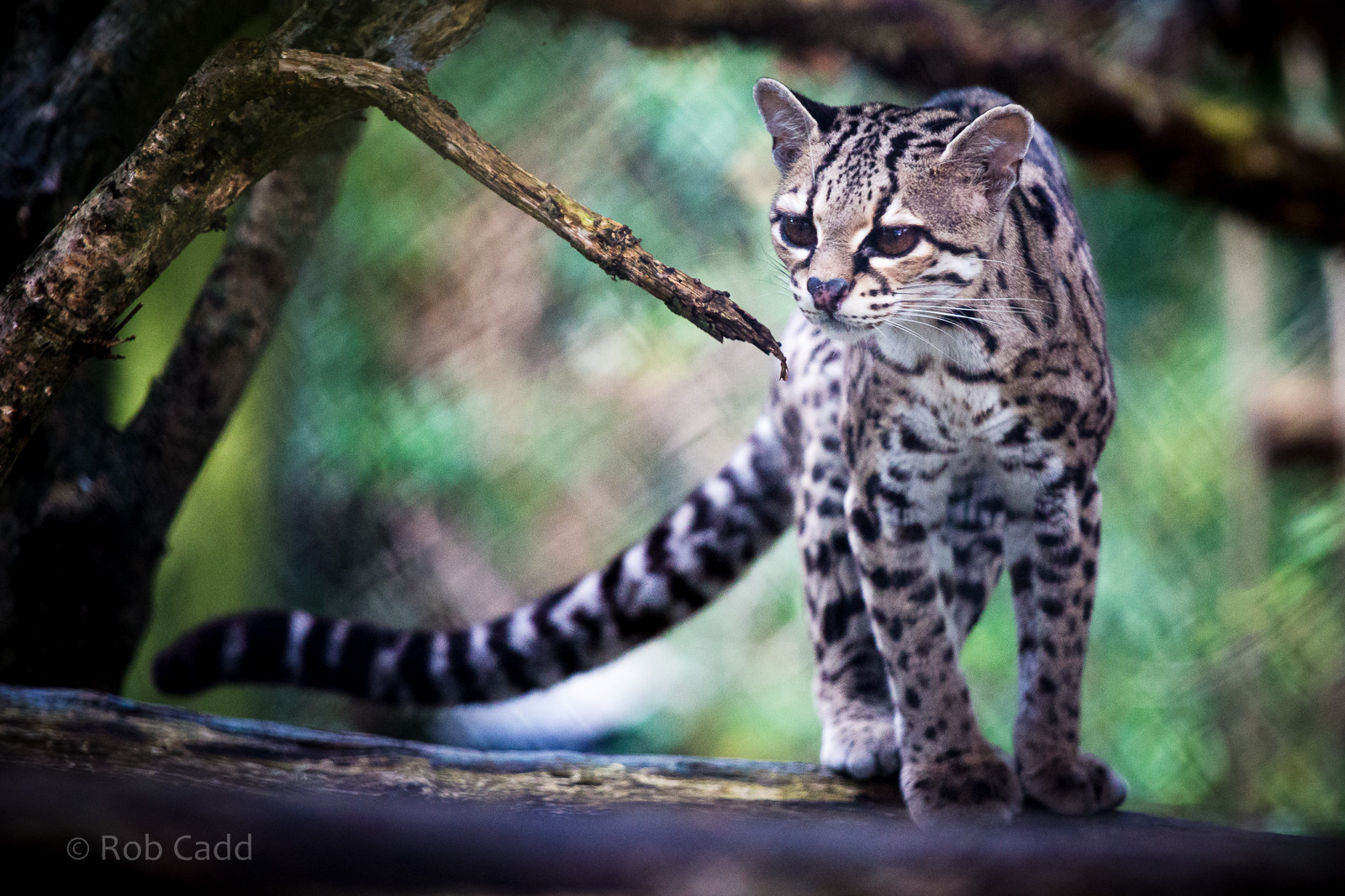 Margay : Port Lympne : 17 Oct 2015