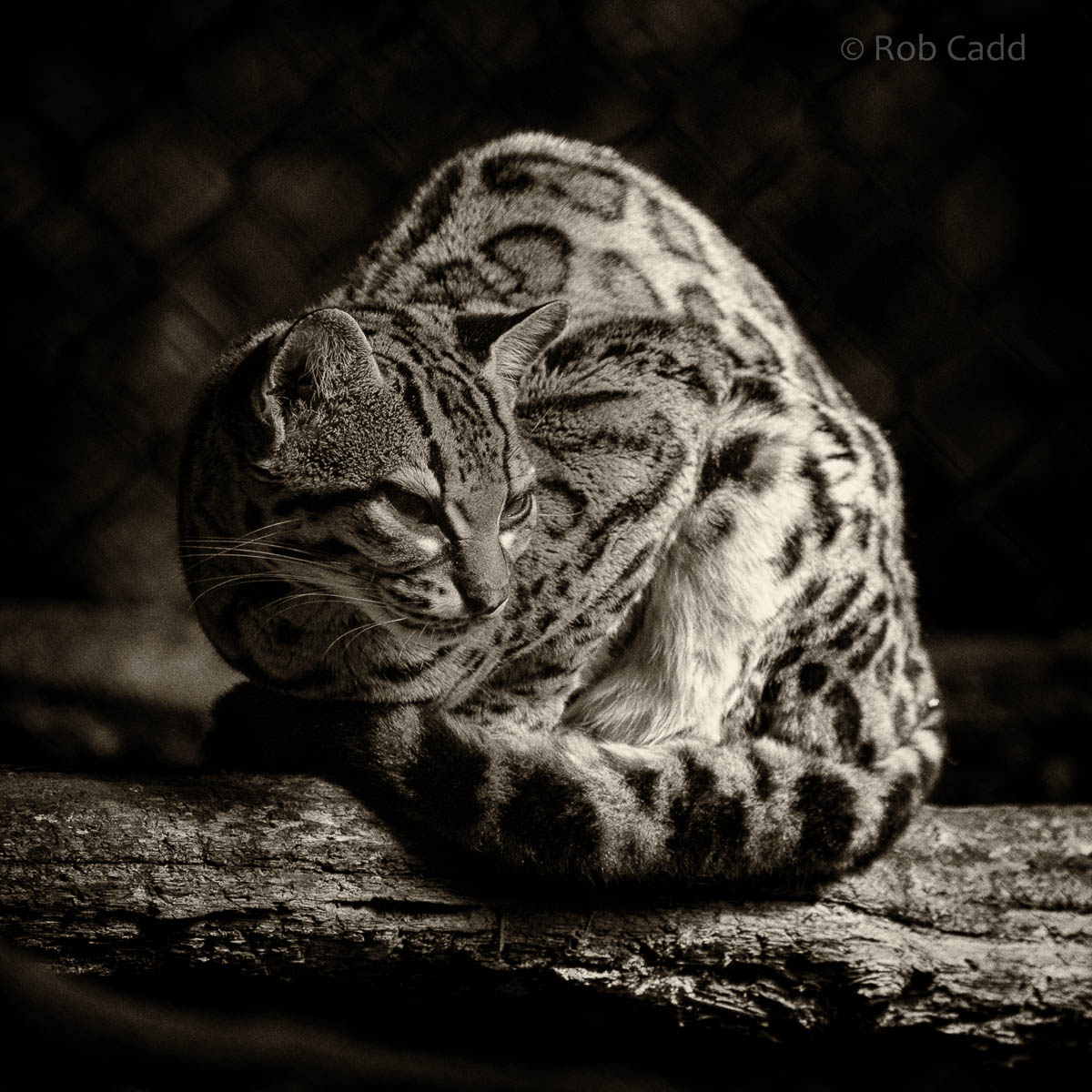 Margay : Port Lympne : 29 Aug 2015