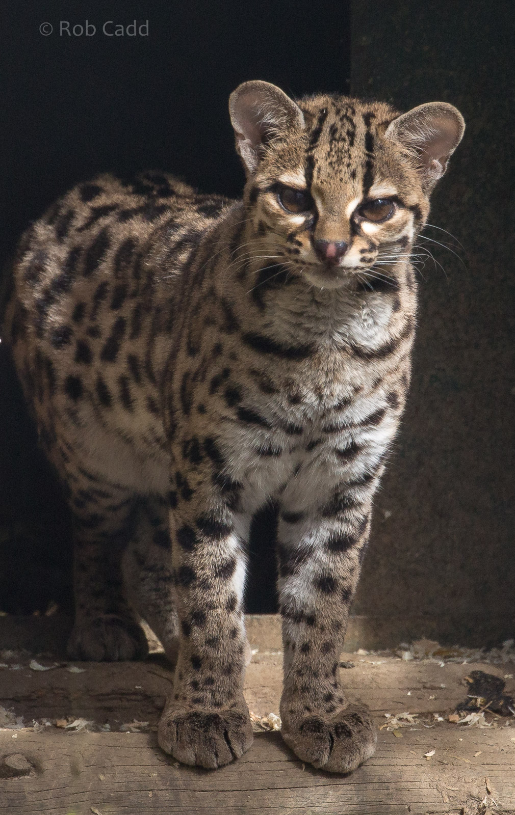 Margay : Port Lympne : 30 Mar 2015