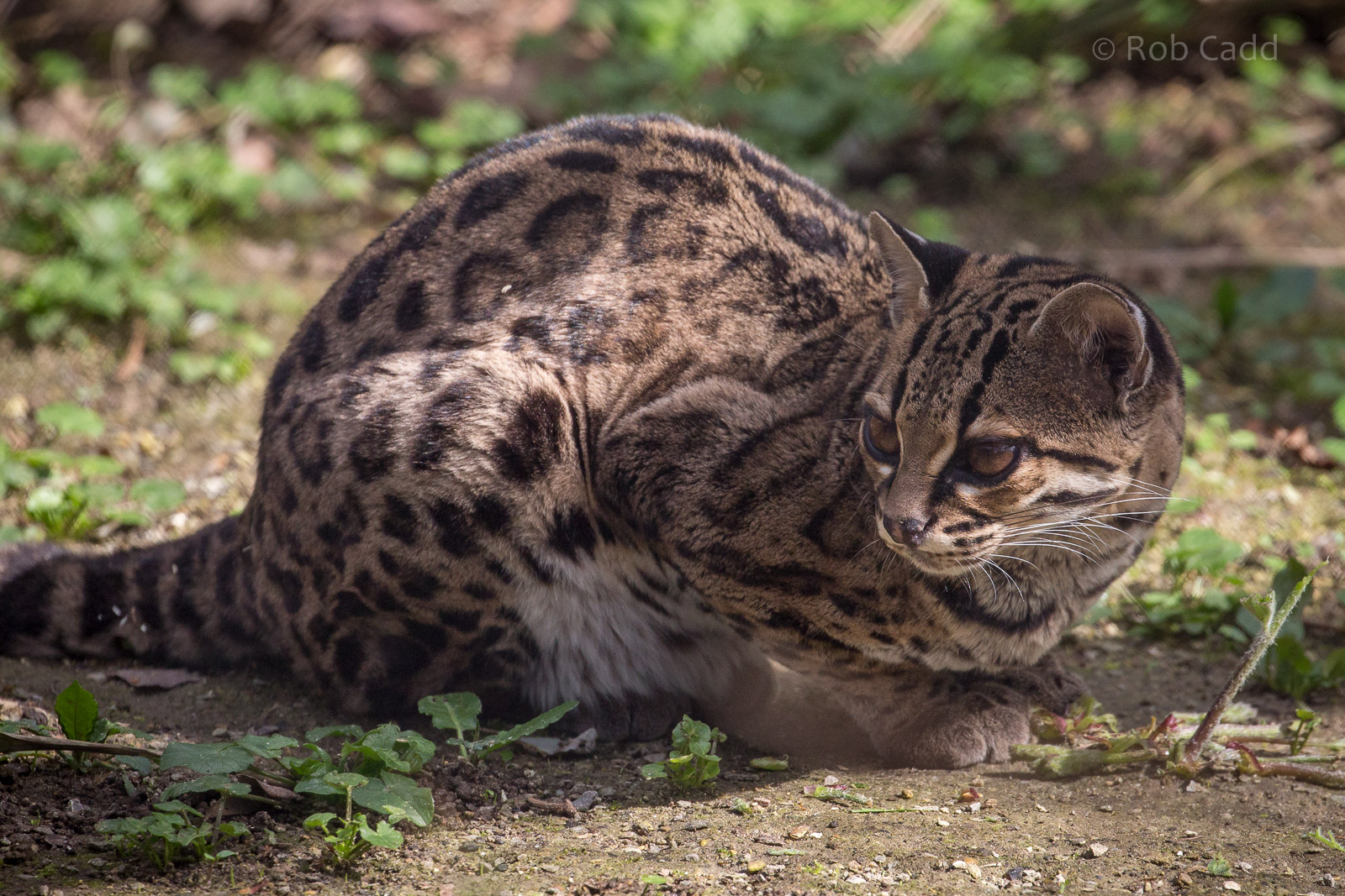 Margay : Port Lympne : 30 Mar 2015