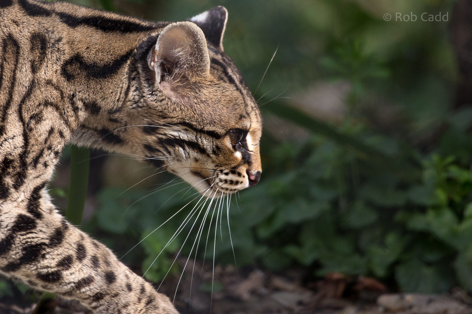 Margay : Port Lympne : 30 Mar 2015