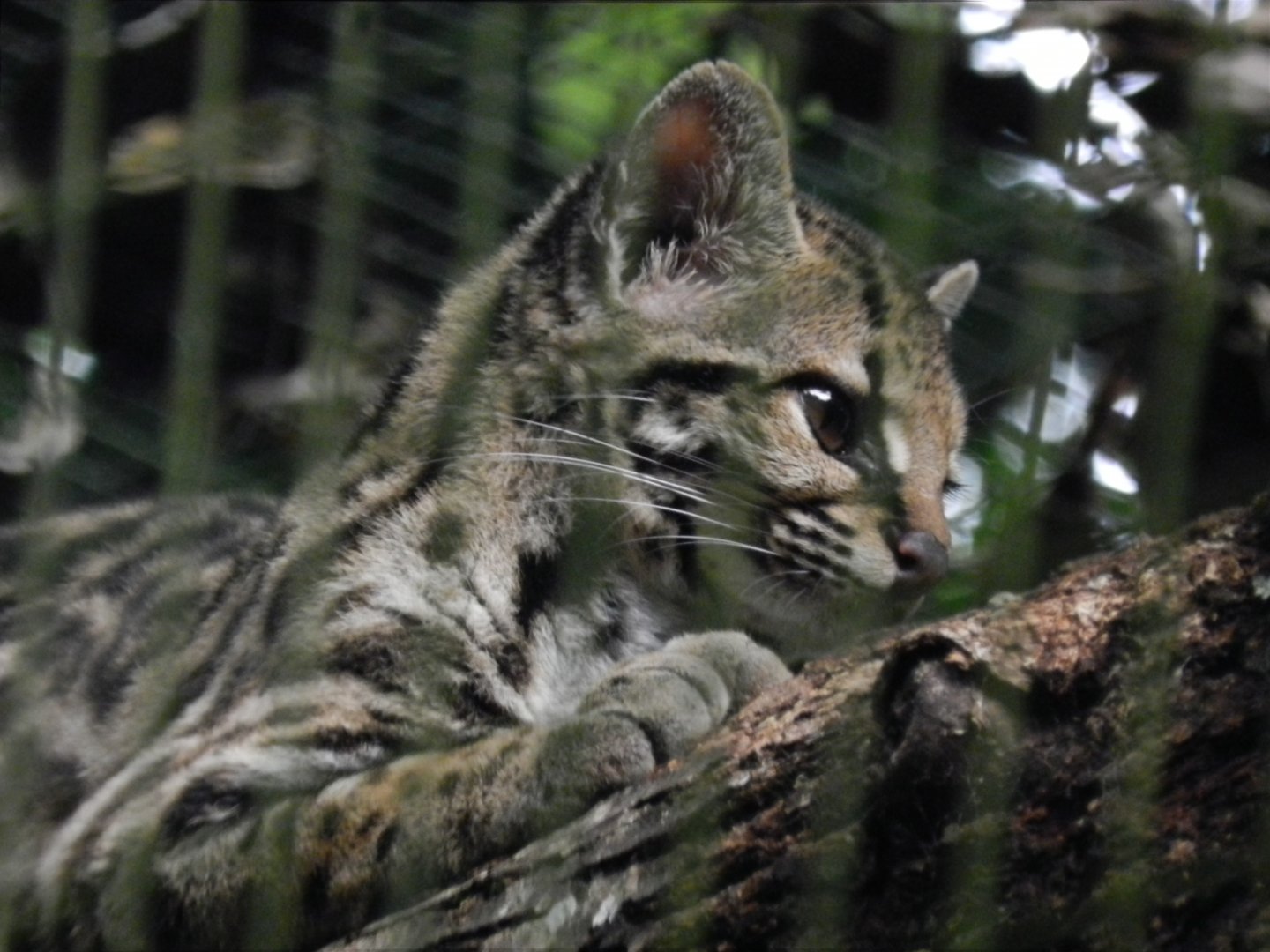 Margay - RBBV (ZRRL)