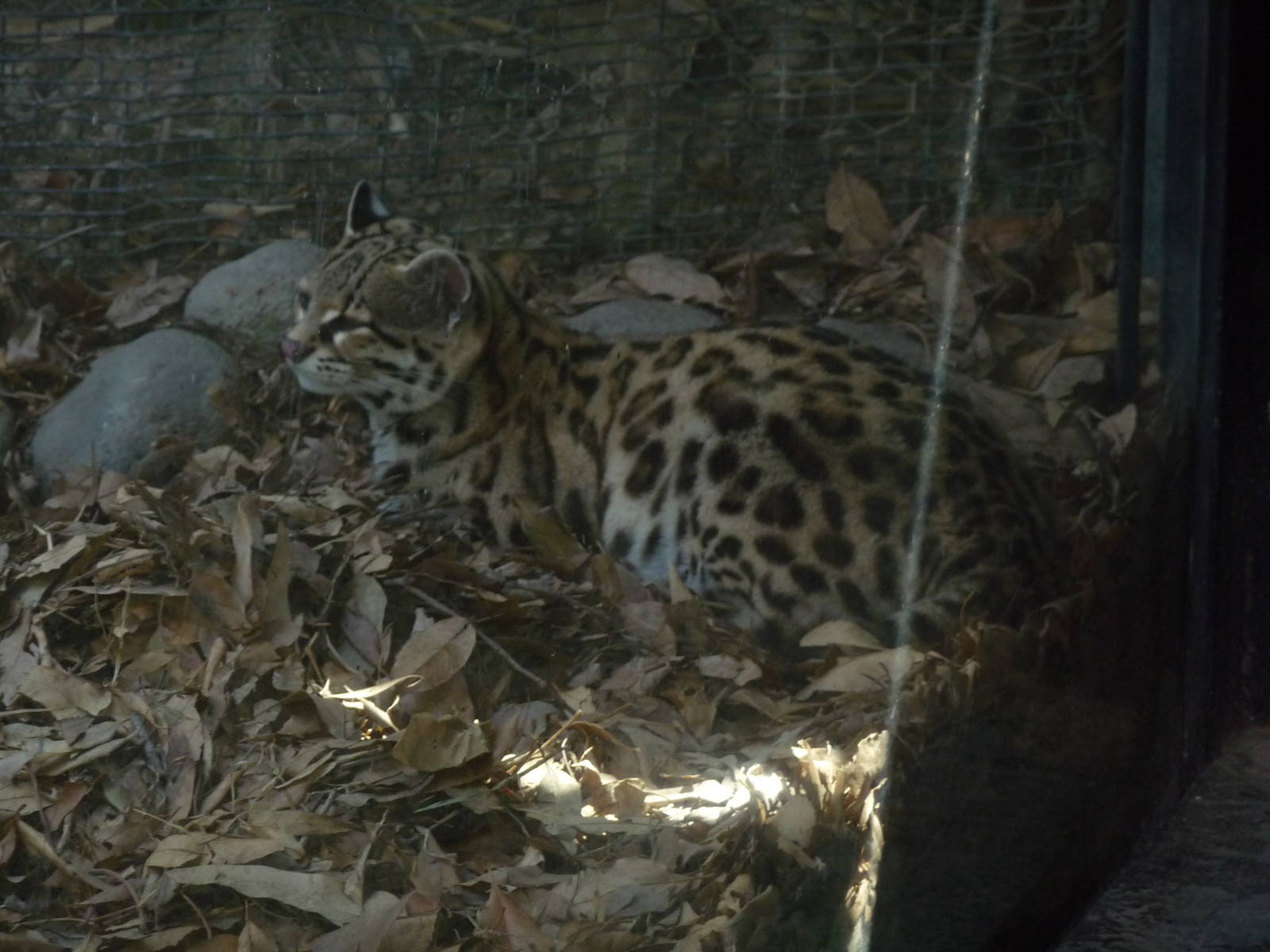margay san juan de aragon zoo