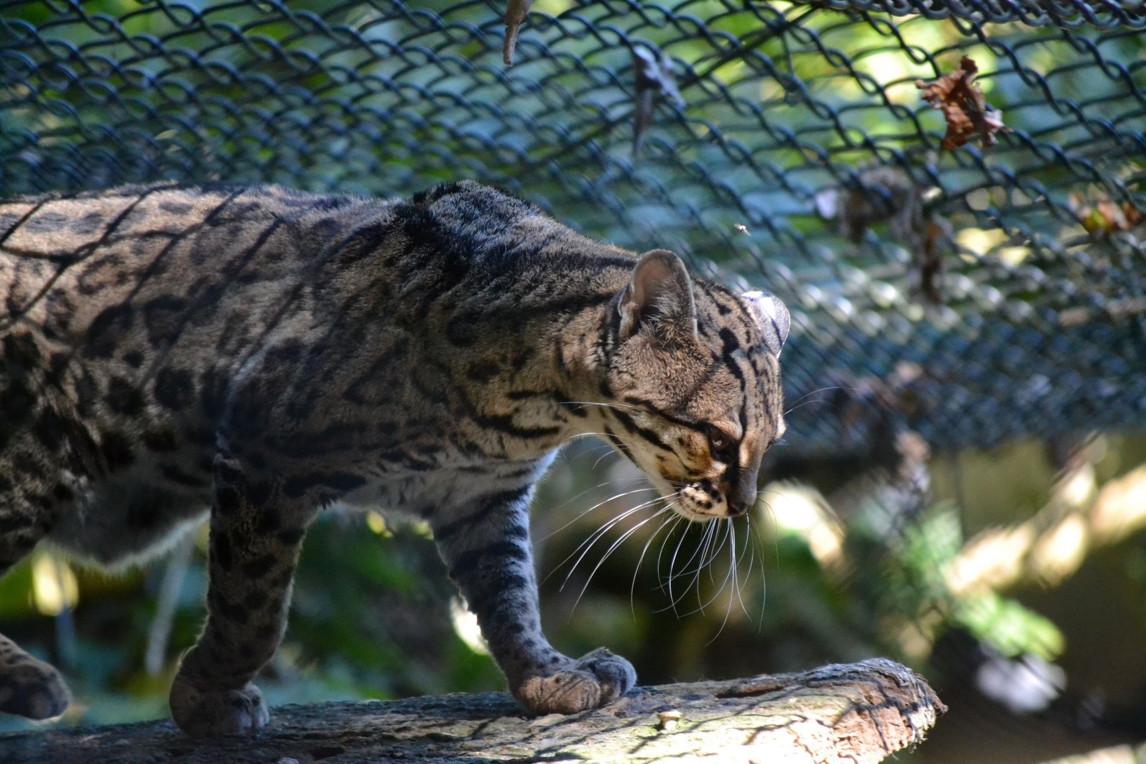 Margay - September 2016