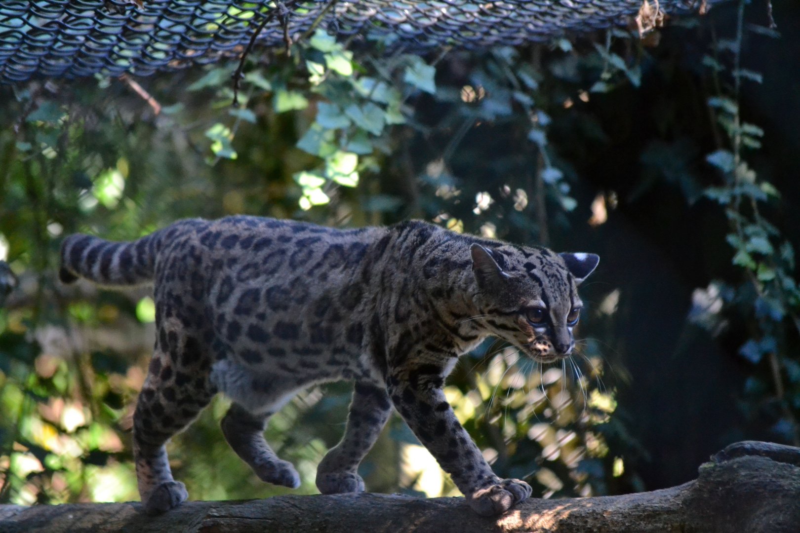 Margay - September 2016