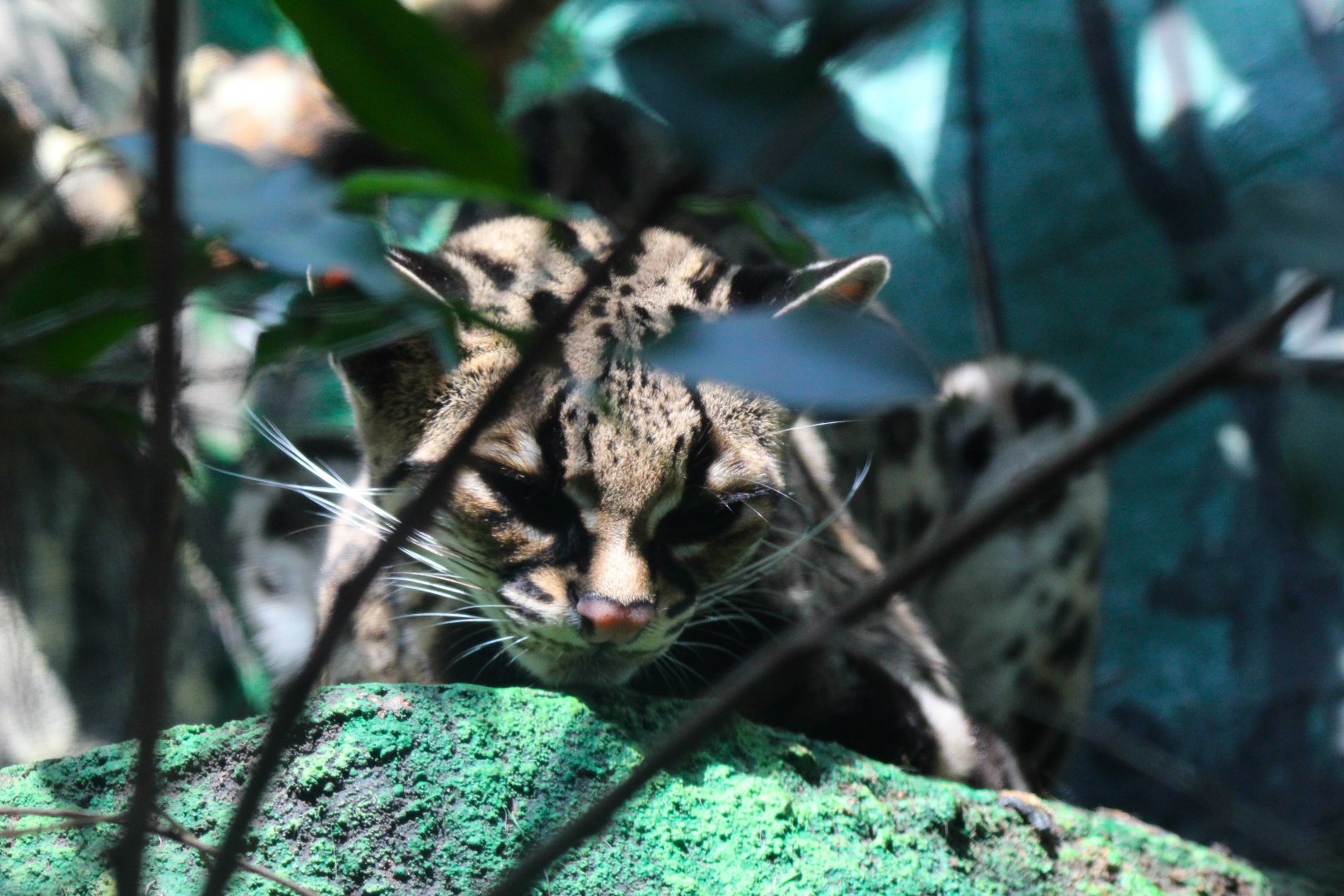 Margay- September 2024