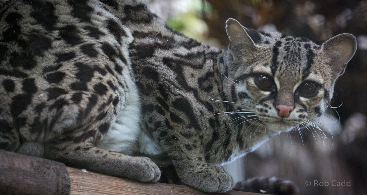Margay : Shaldon : 21 Oct 2016