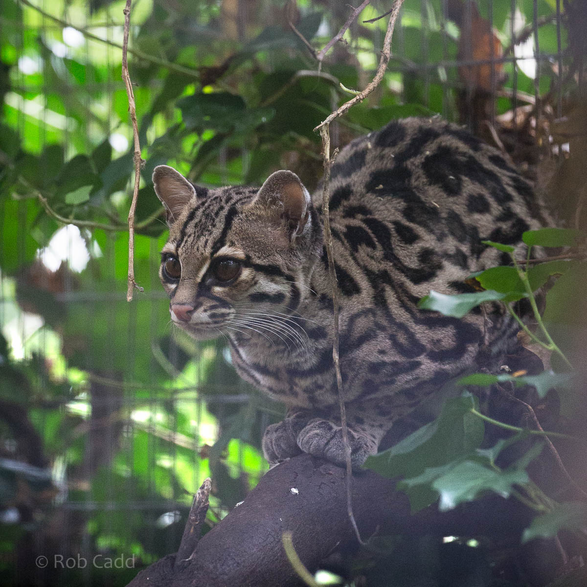 Margay : Shaldon : 24 Sep 2015